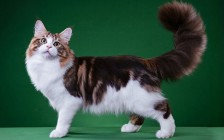 缅因猫哪种颜色最好看？猫舍卖缅因猫吗？缅因猫花色分类图？缅因猫优缺点？